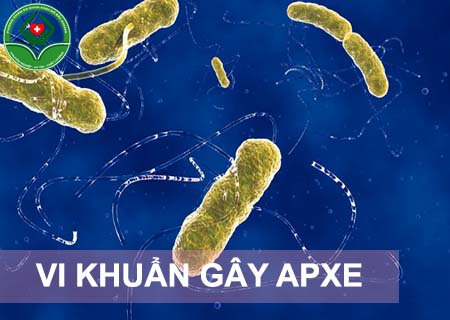 Áp xe hậu môn do vi khuẩn apxe hậu môn do vi khuẩn